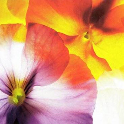 紙張噴墨主體樹(shù)脂